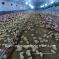 Maquinaria y equipamiento avícola para la producción de pollos de engorde